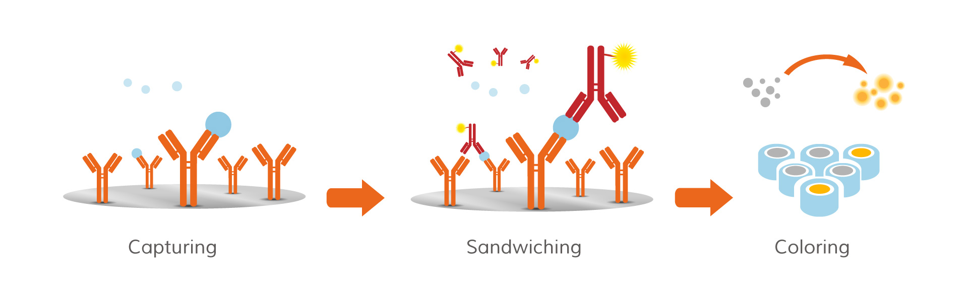 ALLwell kits are based on Sandwich-ELISA and are the most
            used and accepted worldwide for testing in food industry.
            In this method the specific allergen in the sample extract is
            captured by antibodies attached to the plastic wells of a
            microtiter plate. After washing, a second antibody (conjugated
            to HRP enzyme) is added binding to the allergen. When an
            appropriate chemical substrate is added HRP converts it into a
            colored solution: allergen contamination is then proportional
            to the intensity of the color.